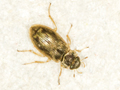 Helophorus minutus